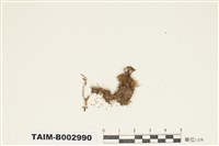 藏品(小曲尾苔屬)的圖片